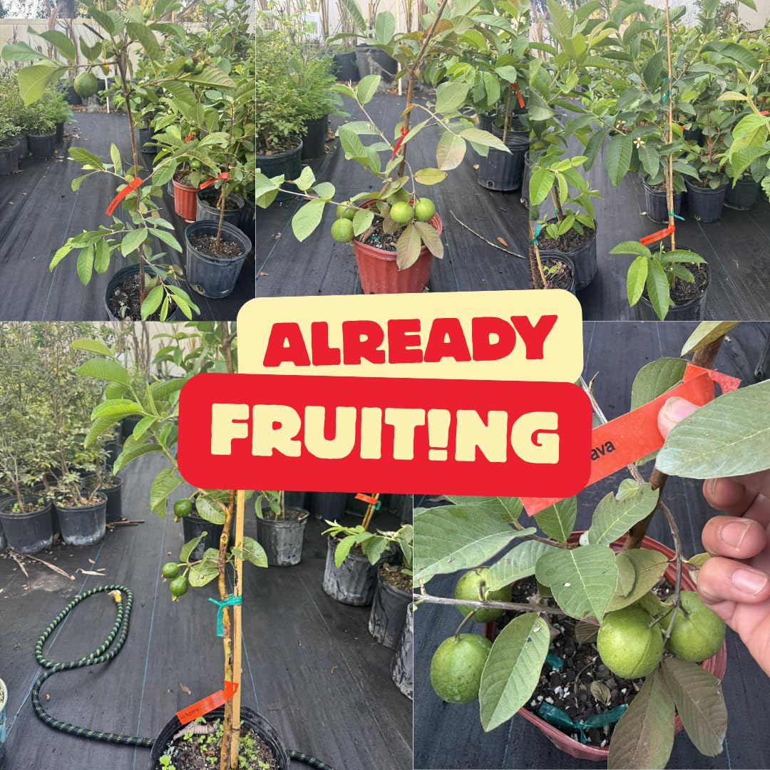 No CA, Kilo Guava Tree Live Plant, 2-3 Ft Fruiting Airlayered for Planting, Grafted Guava Tree, Already Bearing Fruit