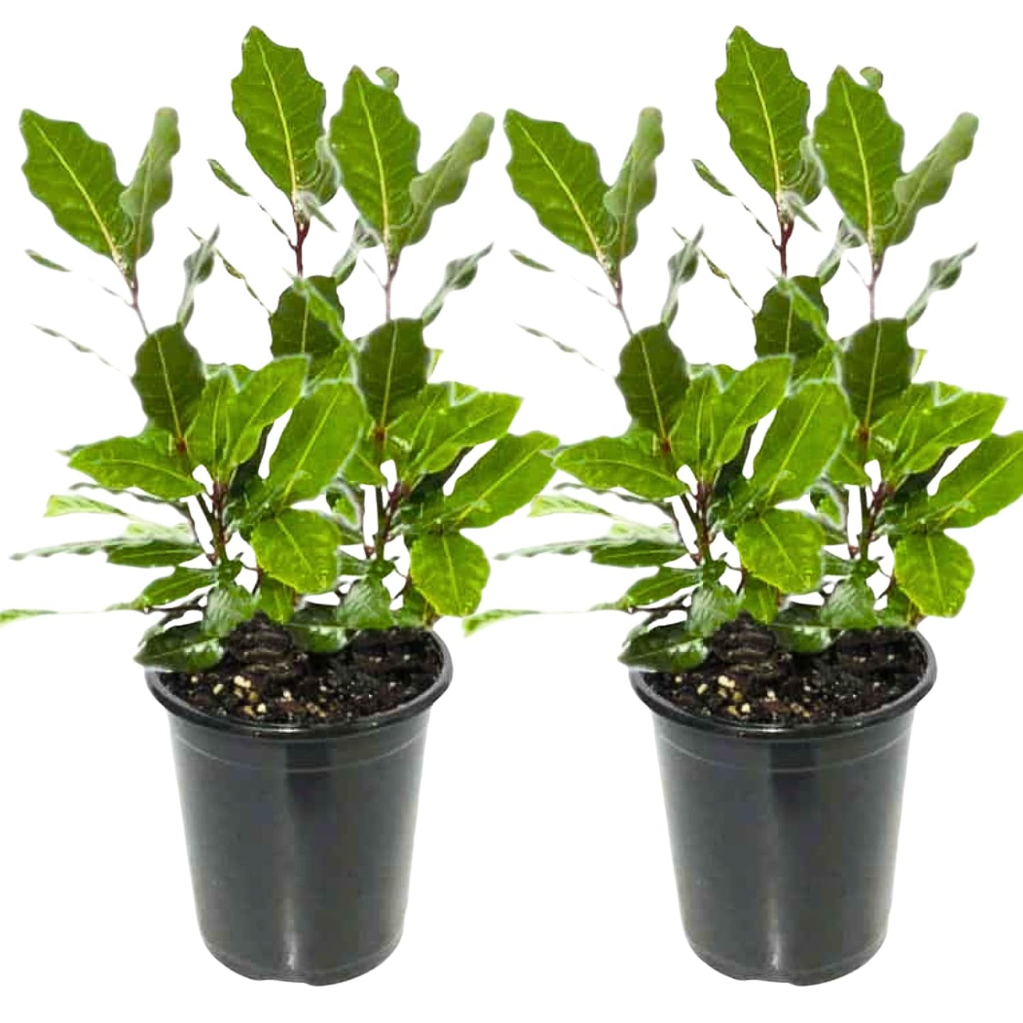9 Months Old Bay Leaf Tree Live Plant, No Pot Bay Laurel Plants Tree Live for Outdoor Planting, 5-8" in Tall, Fragrant Laurus Nobilis Live Plant
