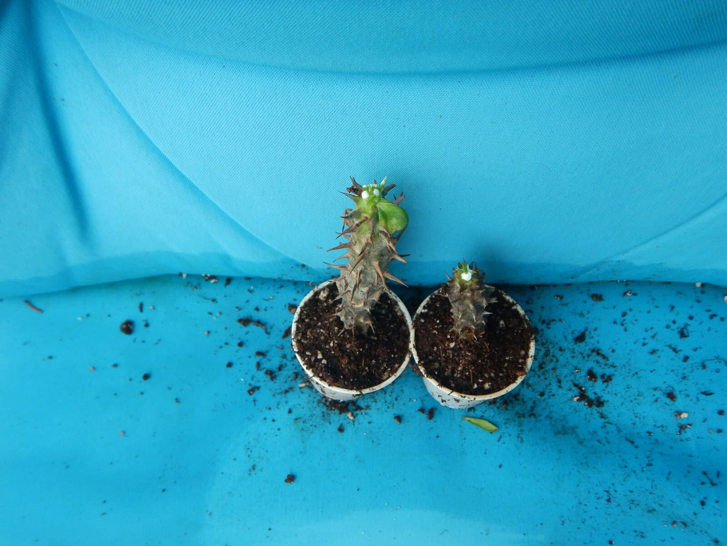 Live Plant - Limeadecrown of Thorns-Euphorbia Miliichrist Plantstarter Plant