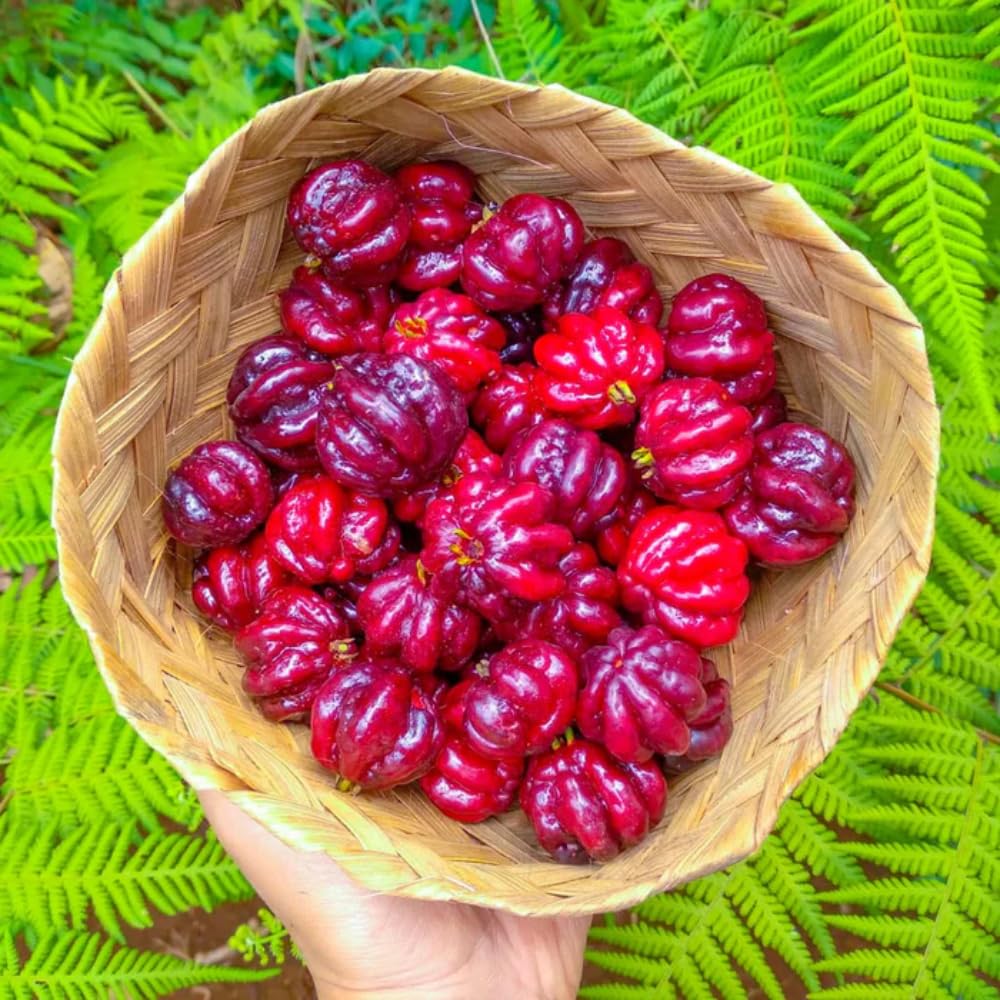 Cherry Tree Live Plant, Sweet Cherries Fruit Tree 4-8'' Tall, Tropical Fruit Trees for Planting Outdoor (Surinam Cherry Tree)