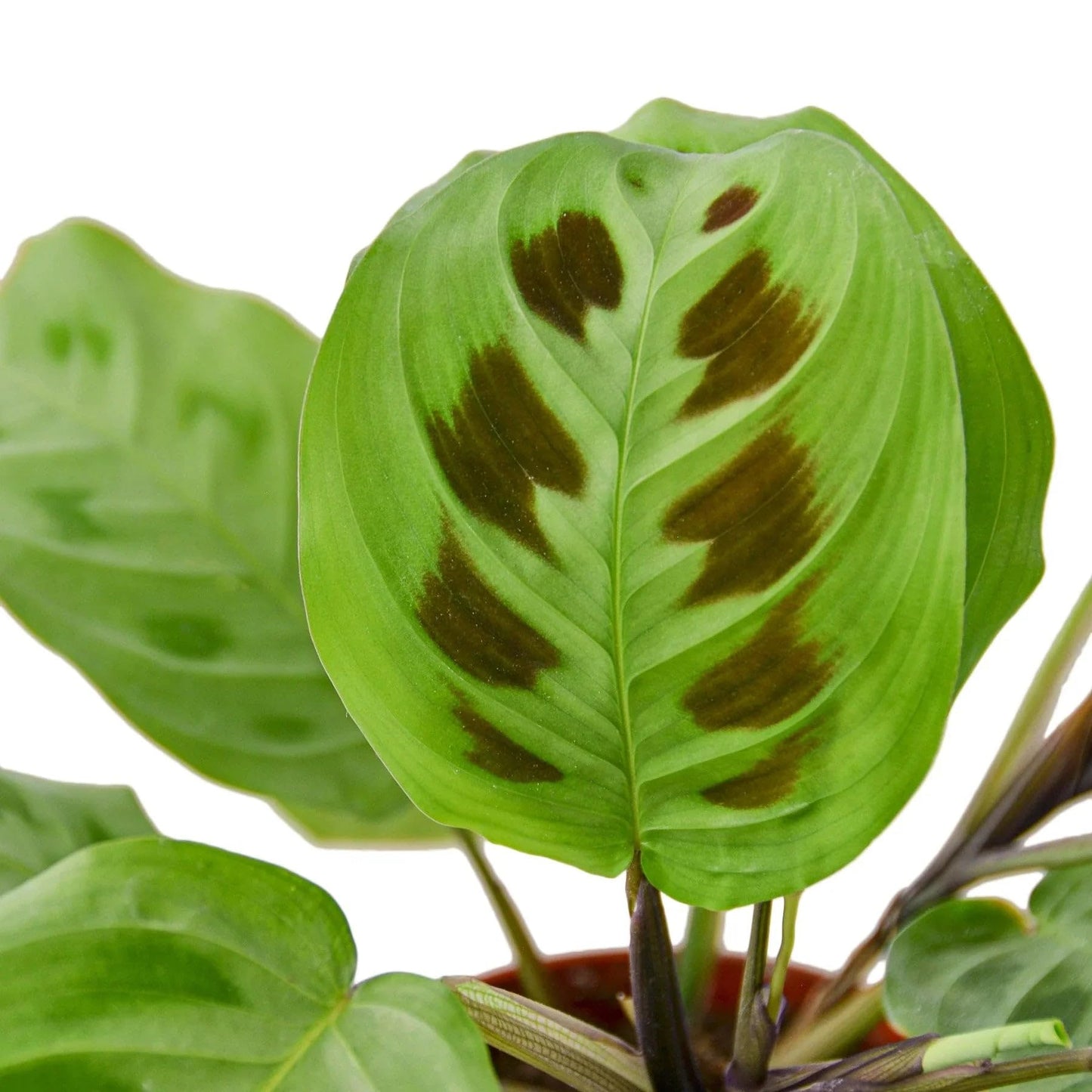 Maranta Leuconeura | Live Plant for Indoor & Outdoor | for Living Room, Office, Bathroom | (3" Pot)