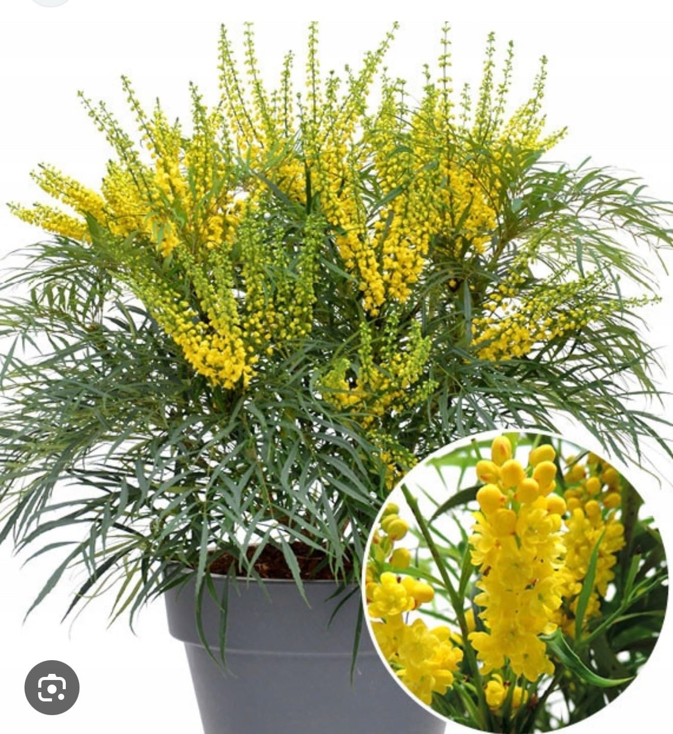 Live Plant - Soft Caress Mahoniamahonia Eurybracteata Ganpinensissmall Rooted Starter Plant