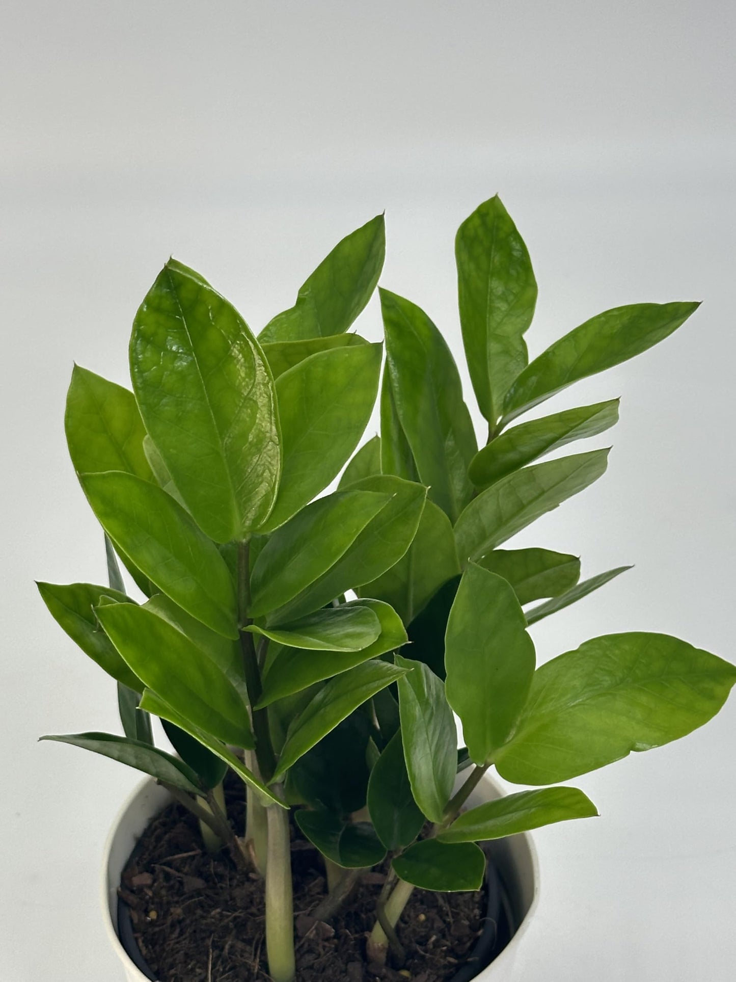 Live ZZ Plant in 5” White Duo-Tone Decorative Metal Pot | Indoor Houseplant, Easy Care| Low Maintenance Plant, Air-Purifying Houseplants