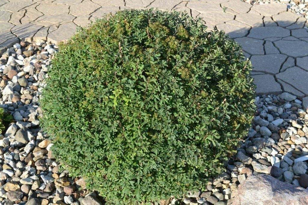 Live Plant - Snowmound Spirea Mounded Shrub - 6-12" Tall Seedling - Live Plant - Quart Pot