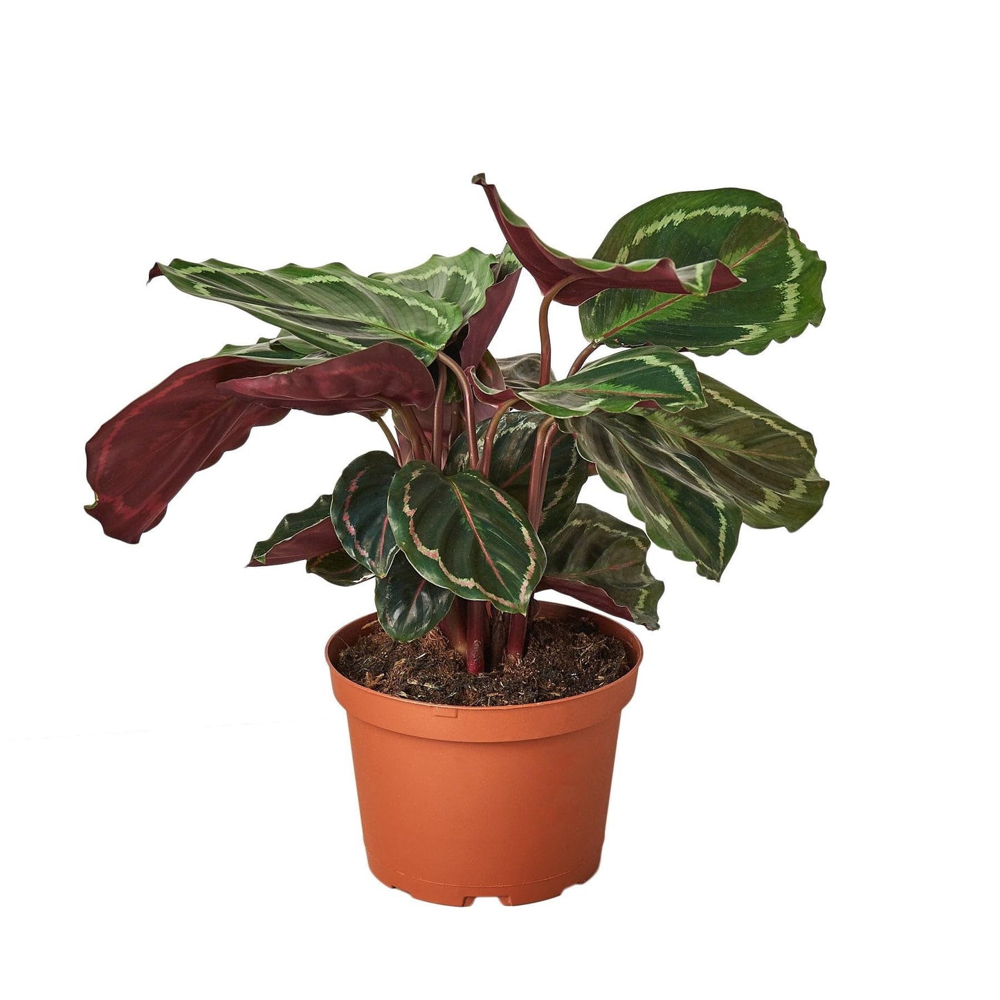 3 Pack Calathea Roseopicta 'Medallion' in 4in Pot - Live Plants Tropical Houseplants | Variegated | USA Growers | The Snobby Leaf