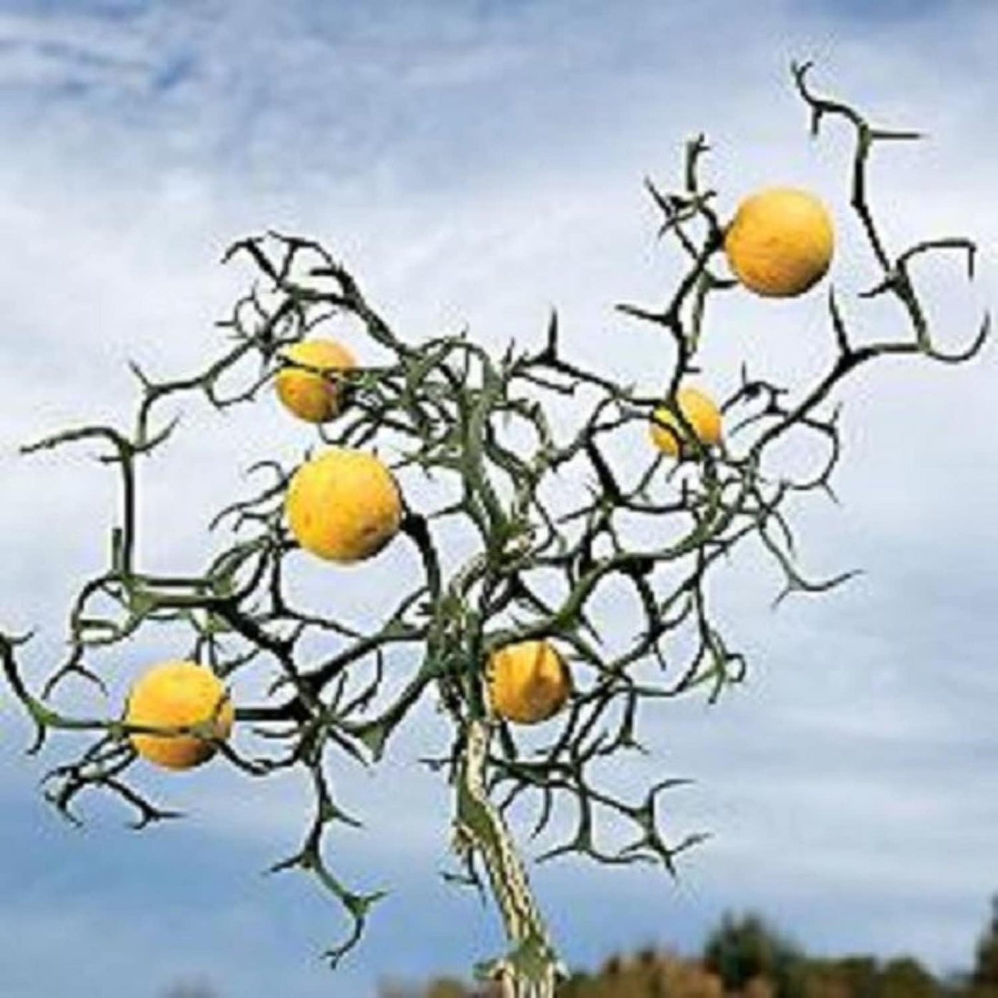 10-15" Tall Flying Dragon Plant 2 Years Old Trifoliate Orange (Poncirus trifoliata) bareroot