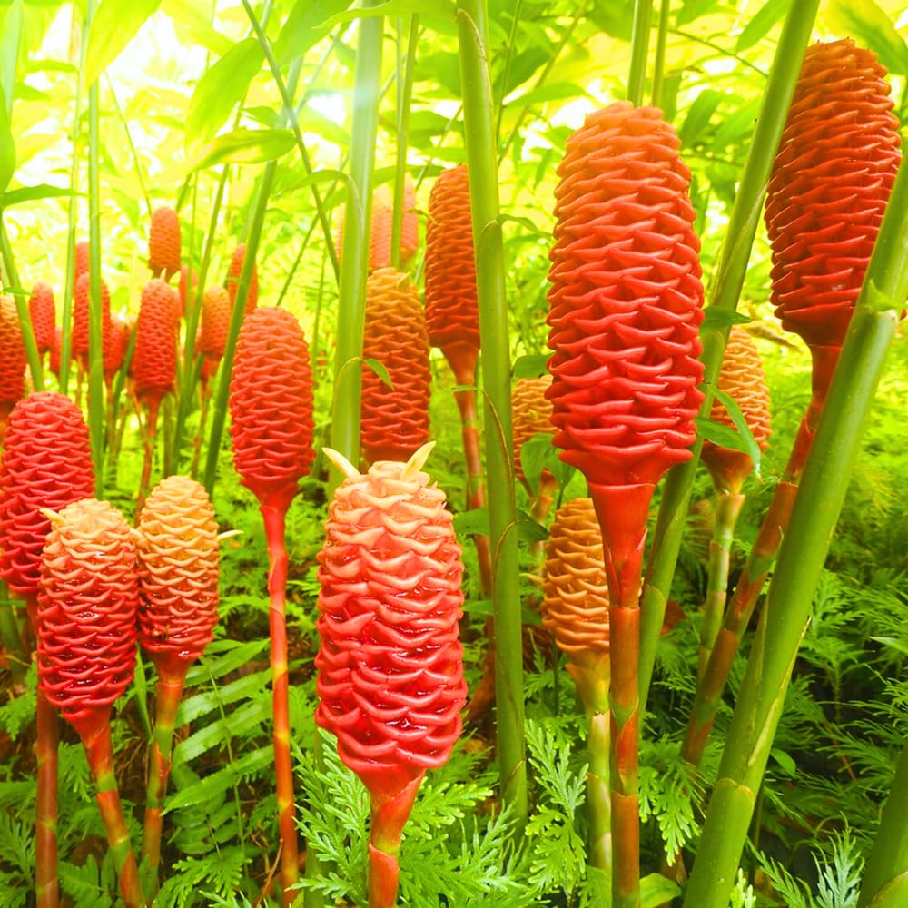 6 Awapuhi Shampoo Ginger Roots, Fresh Ginger Rhizomes to Grow, Zingiber Zerumbet Pinecone Ginger Lily Flowers