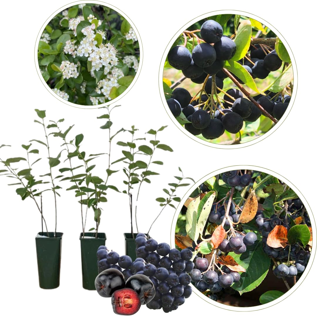 Viking Chokeberry Plant Live, Aronia Plants Shrub Bush, Chokecherry Like, 6 to 12 Inc Plant (Black)