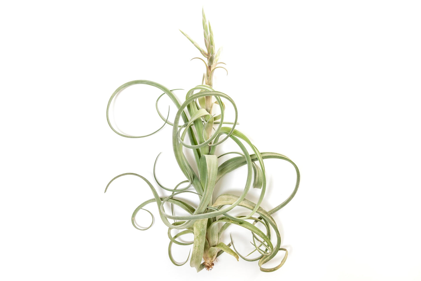 Air Plant Shop Tillandsia Curly Slim (T. Intermedia x T. Streptophylla) Air Plant - Succulents - Live Tillandsia - Easy Care Indoor and Outdoor House Plants (Pack of 1)