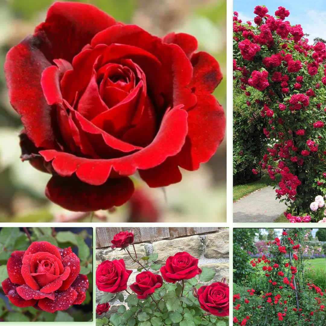 Red Climbing Rose Live Plant, Can Grow As Rose Bushes Shrubs, Fragrant Ready to Plant, Starter Size, 5 to 10 Inc Tall, Dormant in Winter