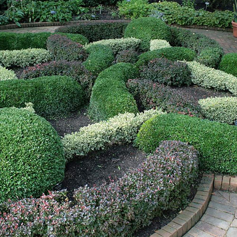 Japanese Boxwood 1 Gallon