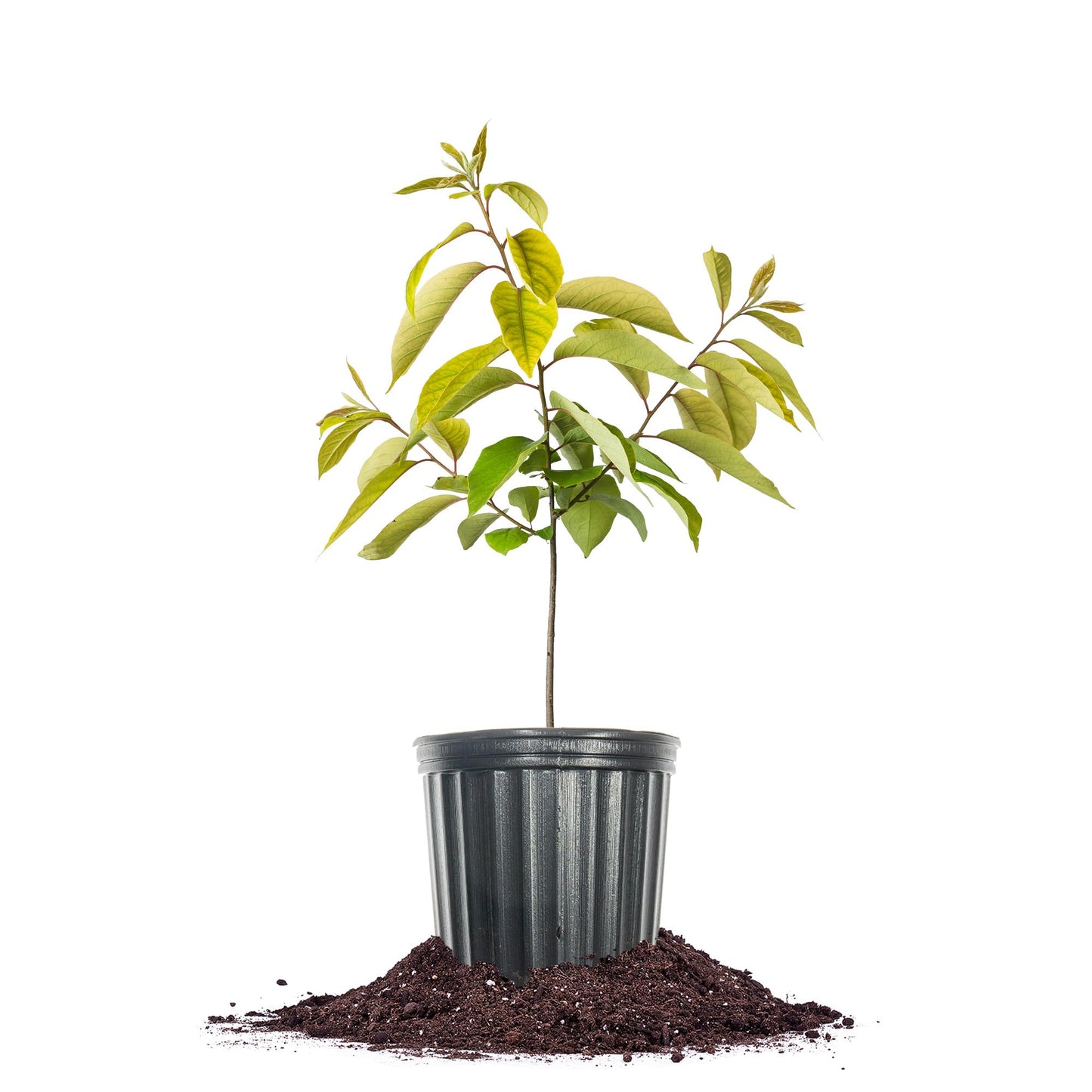 Perfect Plants American Persimmon Tree 1 Gallon | Live Fruit Tree for Gardening | Native Sweet Edible Fruits