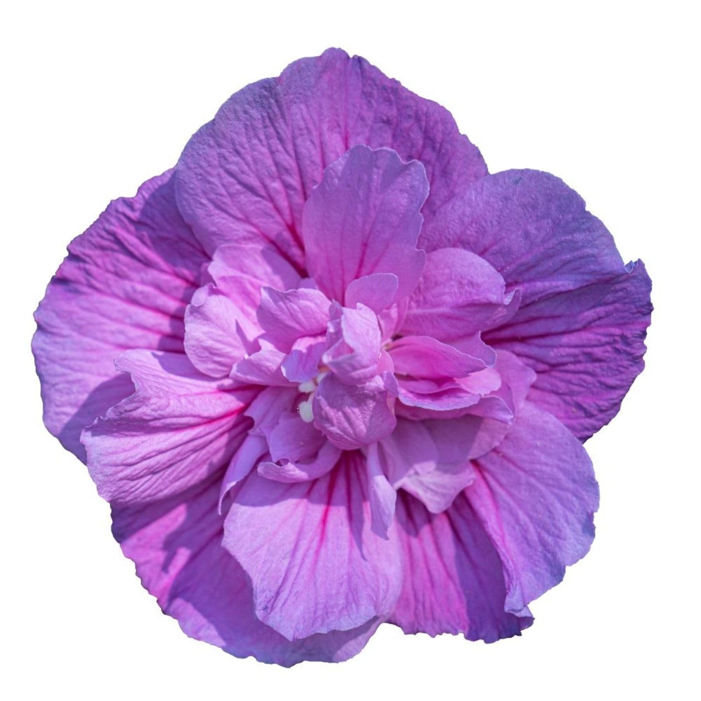 Proven Winners Dark Lavender Chiffon Rose of Sharon (Hibiscus syriacus) Live Plant, 4.5" Qt, 4 Pack