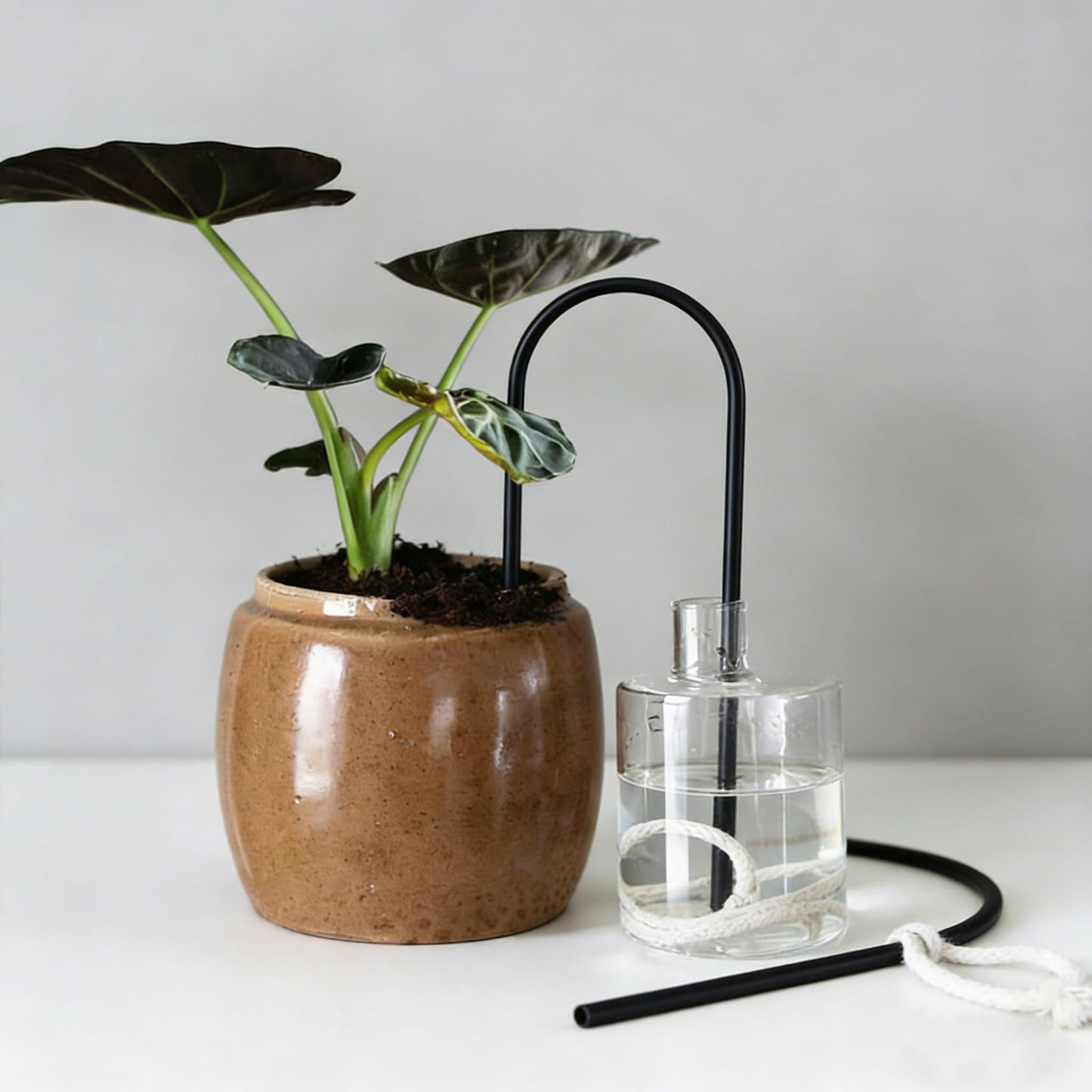 Self-Watering Plant Wick System,Stainless Steel and Cotton, U-Shaped, Automatic Drip Irrigation for House Plants,Black