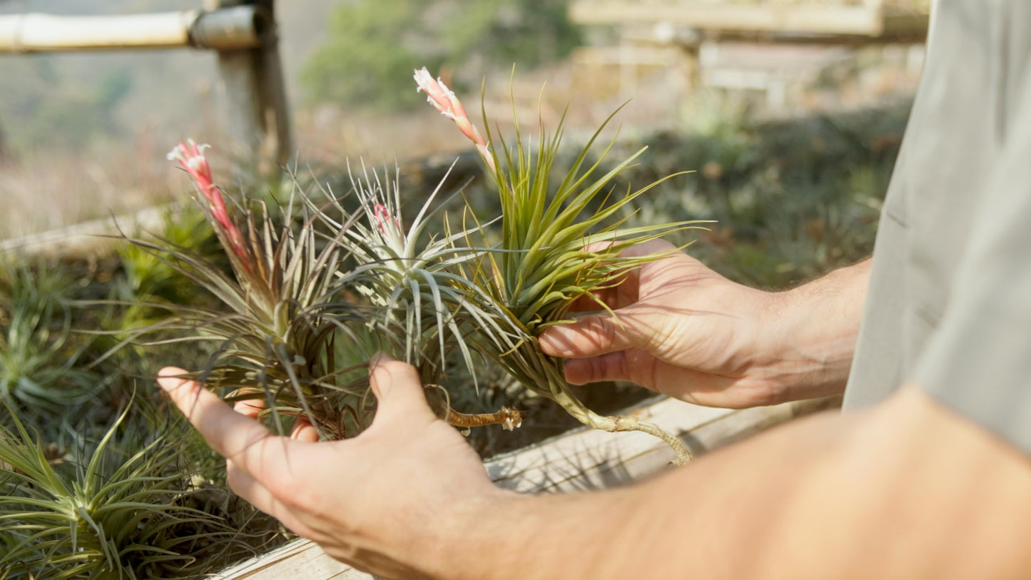 (Pack of 3) Tillandsia Stricta Aeranthos Hybrid Air Plants - Blooms Vary Due to Seasonality - Wholesale and Bulk - Succulents - Live Tillandsia - Easy Care House Plants by Air Plant Shop