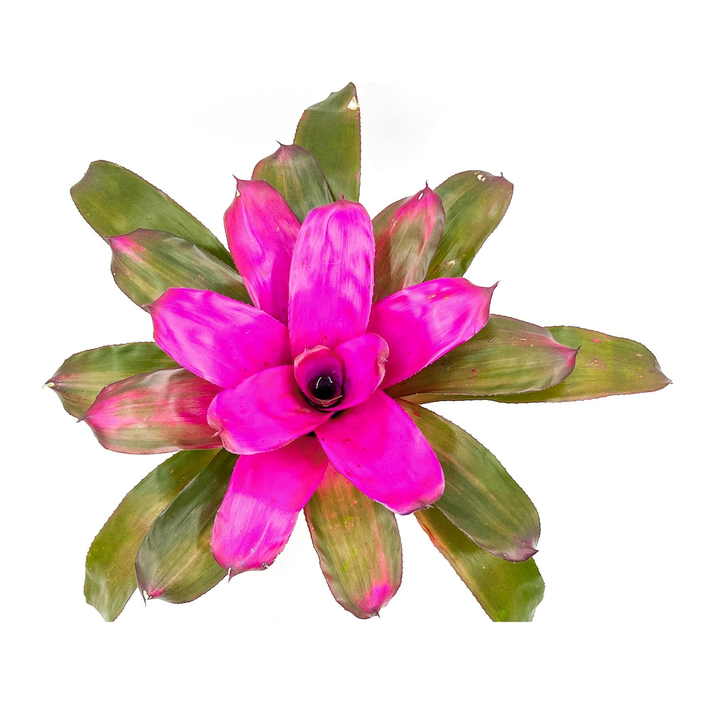 ragnaroc Live Plants – Bromeliad Neoregelia Tatiana, 8-12" in 6" Pot - 1ct - Live Arrival Guaranteed - House Plants for Home Decor & Gift