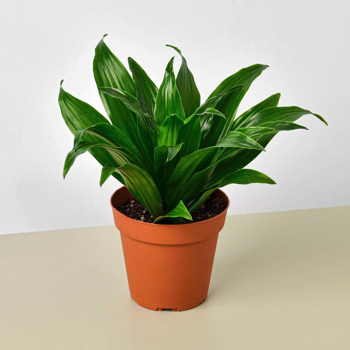 Dracaena 'Janet Craig' | Live Plant for Indoor & Outdoor | for Living Room, Office, Bathroom | (4" Pot)