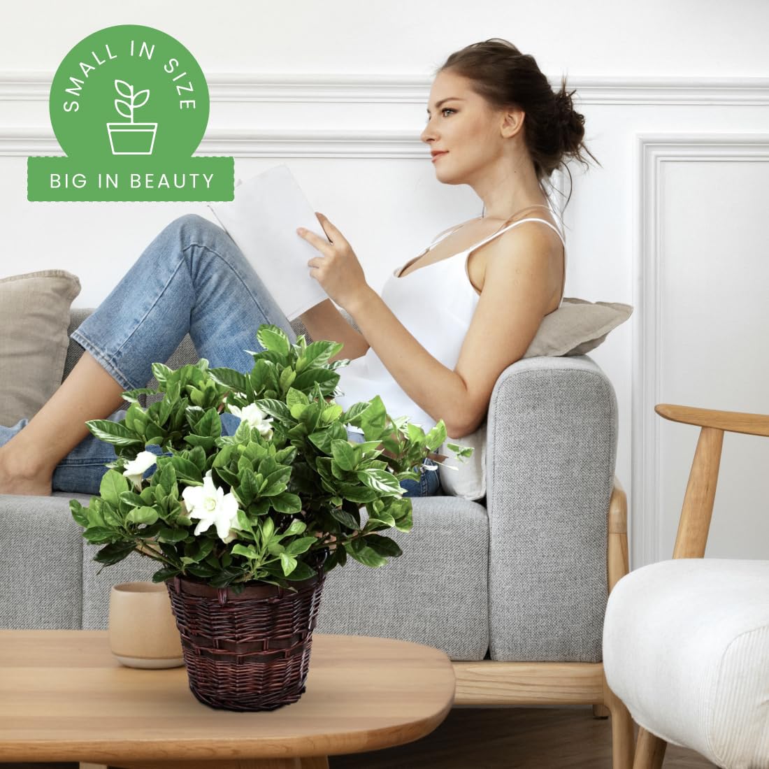 American Plant Exchange Gardenia Radicans – Live 10-Inch Potted Shrub, Fragrant White Blooms, Easy-Care Evergreen for Indoor & Outdoor Use, Home, Patio & Landscape Décor