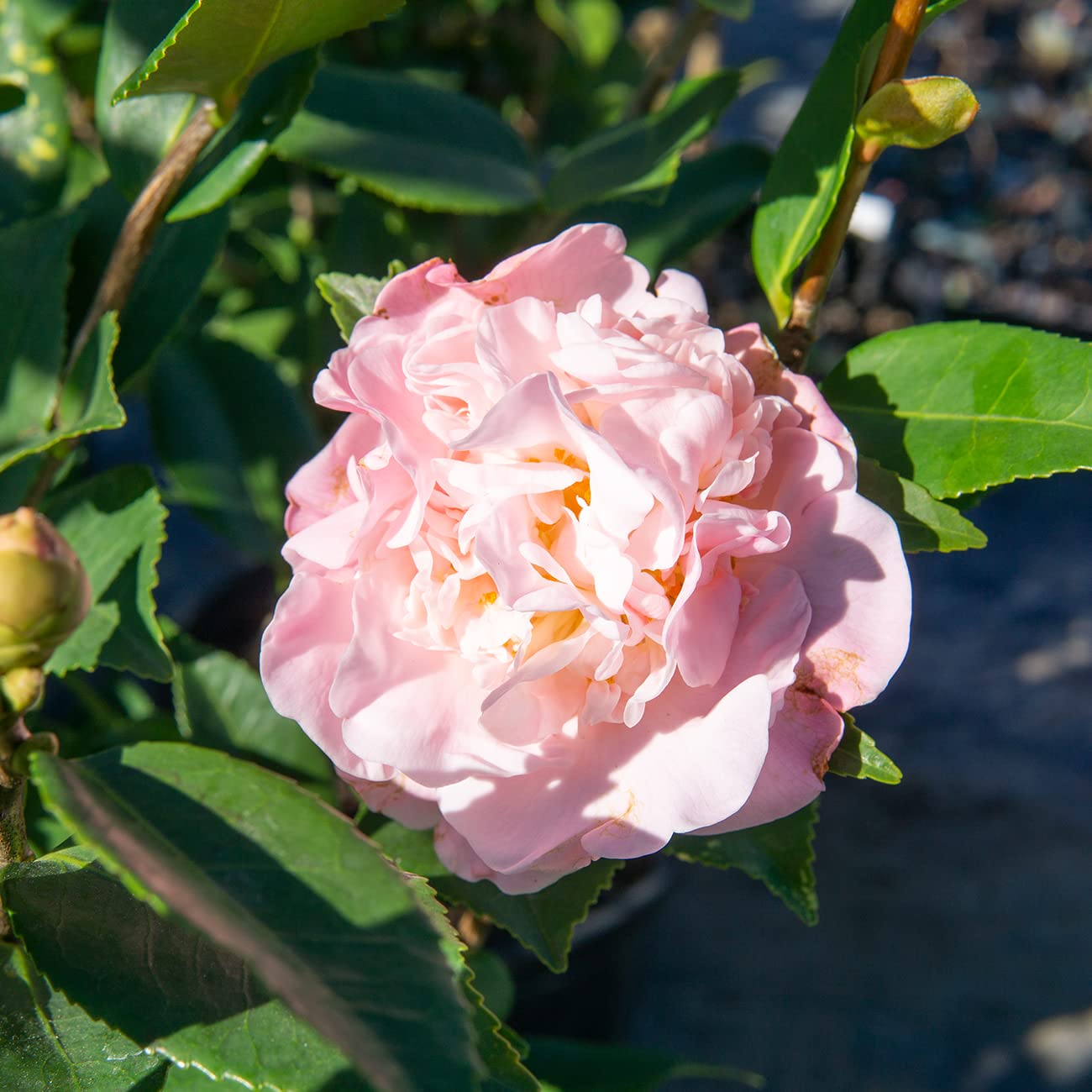 Perfect Plants Live High Fragrance Camellia in 3 Gallon Grower's Pot | Evergreen Perennial That Loves Shade | Air Purifier with Beautiful Flowers and Sweet Blossom Scent