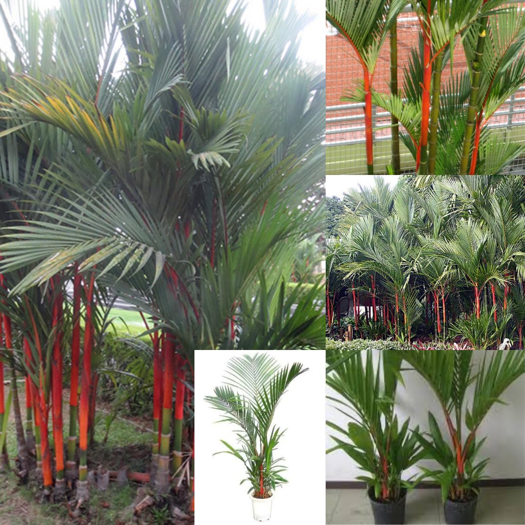 Live Palm Tree Plant in 3 Gallon Pot, Large Fully Rooted Size, Ready to Plant for Home Décor Indoor Outdoor Landscape, Rare Palm Trees, Red Lipstick Palm