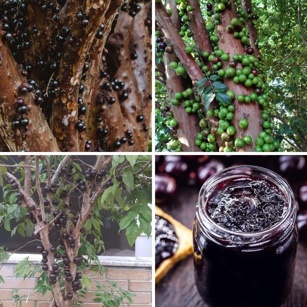 Sweet Black Jaboticaba Tree Live Plant, 2-3 Feet Tall, Jaboticaba Fruit Plants Live in 3 Gallon Pot, Jabuticaba Grapetree for Planting Outdoor Indoor, No Ship to CA