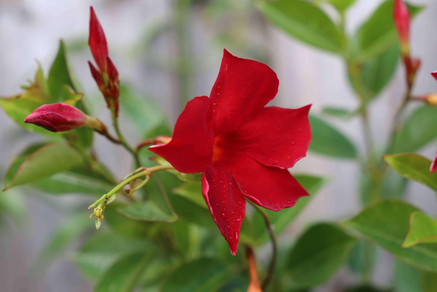 Mandevilla Red Fury Live Plants (5-9") - Pack of 2 (Two) - Deep Crimson Rocktrumpet Vine - Heat Tolerant Tropical Climber - Fast Growing Patio Container Garden - Hummingbird Magnet