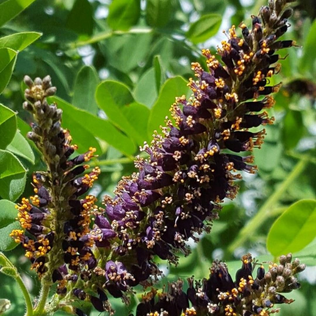5 False Indigo Bush Live Plant 6-12 Inch | Amorpha fruticosa | Hardy Flowering Shrub with Deep Purple Spikes | Ideal for Pollinator Gardens & Landscapes