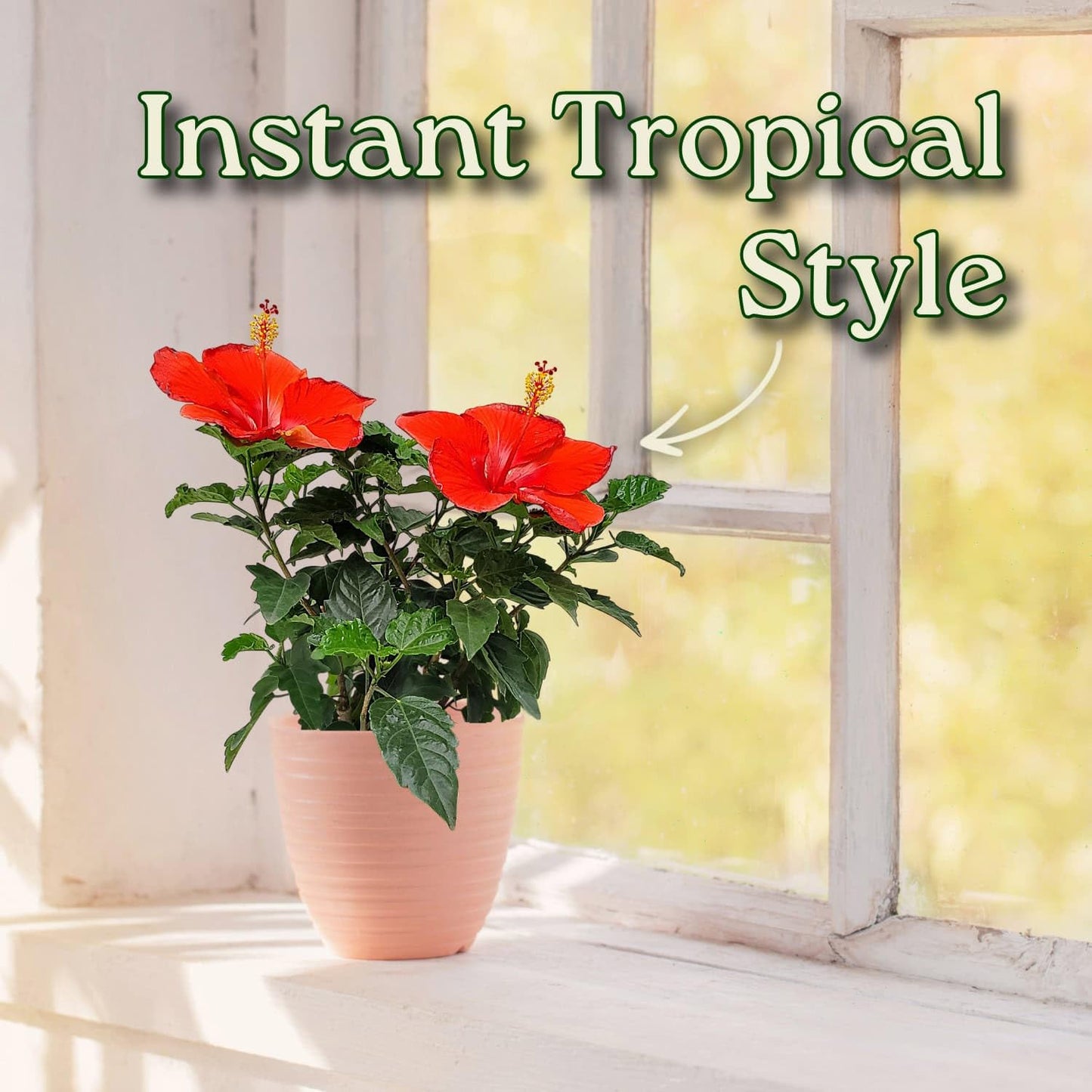 Tropical Plants of Florida - Red Hibiscus Bush Dwarf - Flowering Plants Live - 12" to 16" Overall Height - 1 Gallon Planter