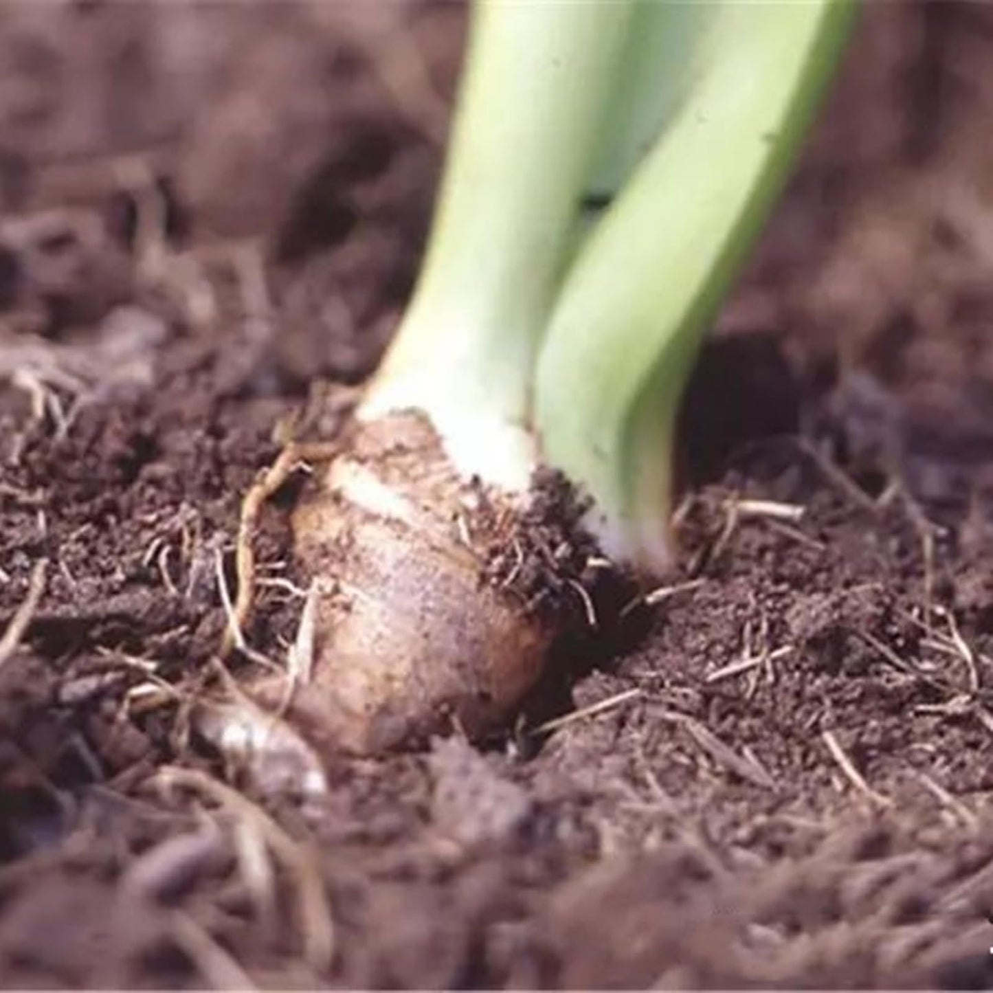2 Iris Pots to Grow Indoor or Outdoor Professional Fall or Spring Simple to Grow Surprise -20 bulbs-5