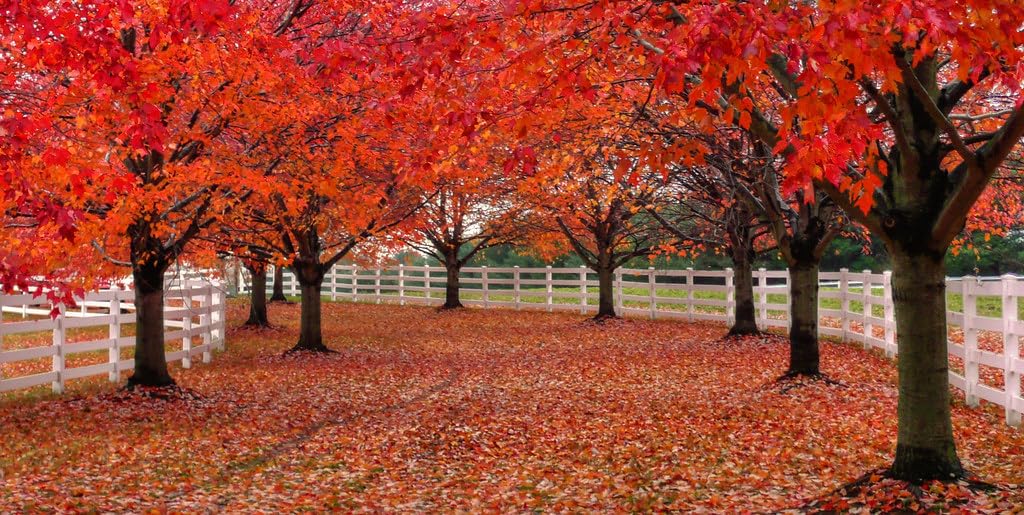 Large American Red Maple Shade Tree - Live Plant Shipped 5 to 6 Feet Tall by DAS Farms
