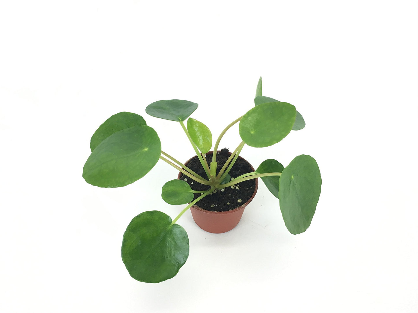 Set of 2 Pilea peperomioides Plants (2" Pot) (Chinese Money Plant/Pancake Plant/UFO Plant)