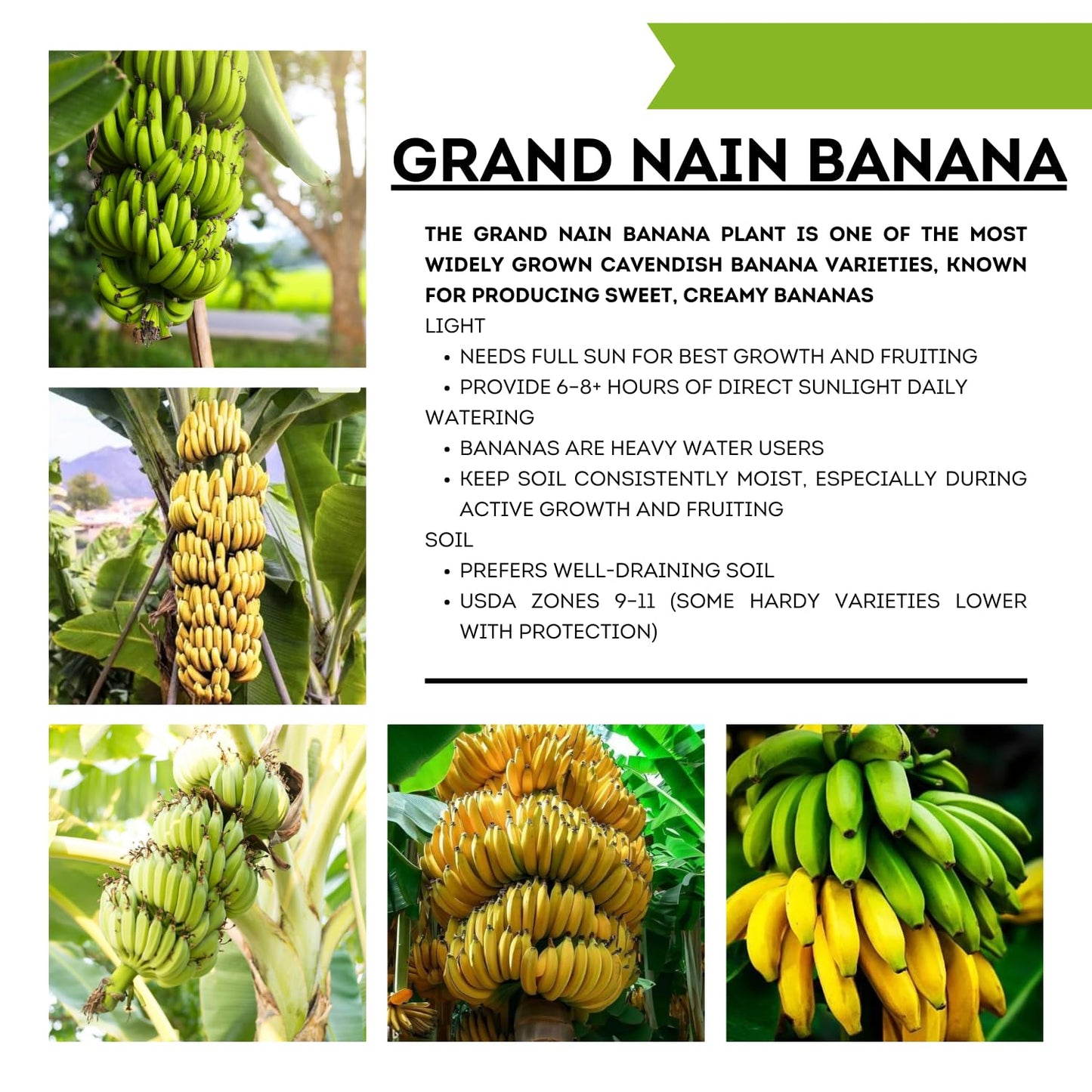 Grand Nain Banana Tree Live Plant, Well Rooted 4-8" Tall, Cold Hardy Tropical Banana Plant Live Well Rooted, Live Banana Fruit