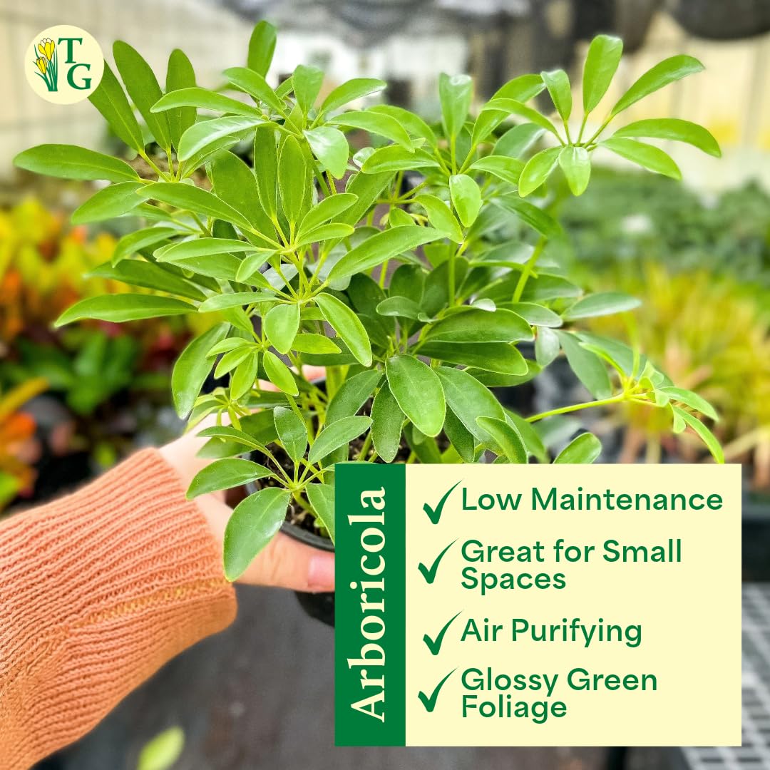Thorsen's Greenhouse Live Arboricola Umbrella Tree Plant, Schefflera Arboricola, Natural Air Purifier, Easy to Grow, Live Indoor Houseplant, 6-inch Diameter (Navy (6" Pot))