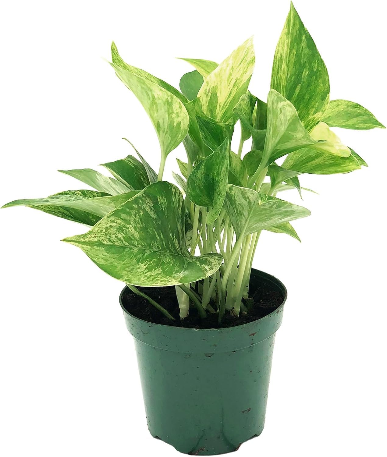 Live Pothos Plant - Epipremnum aureus ‘Marble Queen Pothos’ - ragnaroc Tropical Plant 5-8” Tall - 2ct Live Arrival Guaranteed - Low Maintenance House Plants for Home Decor & Gift