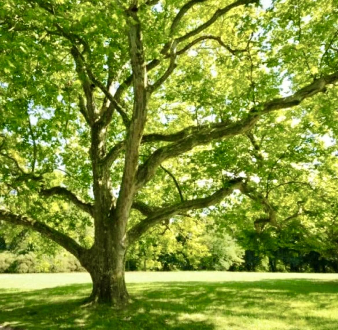 American Sycamore Tree - 10-18" Tall - Quart Pot - Live Plant - Platanus occidentalis