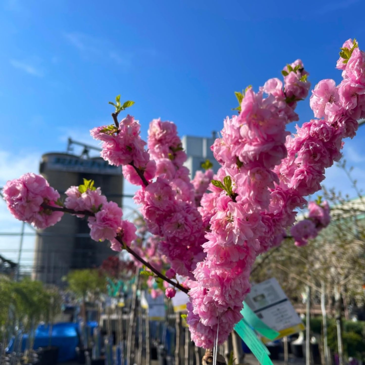 Almond Live Tree Plant, Pink Flowering Almond in Quart Pot, 8-10'' Tall, Perennial Ornamental Flower for Outdoor Garden
