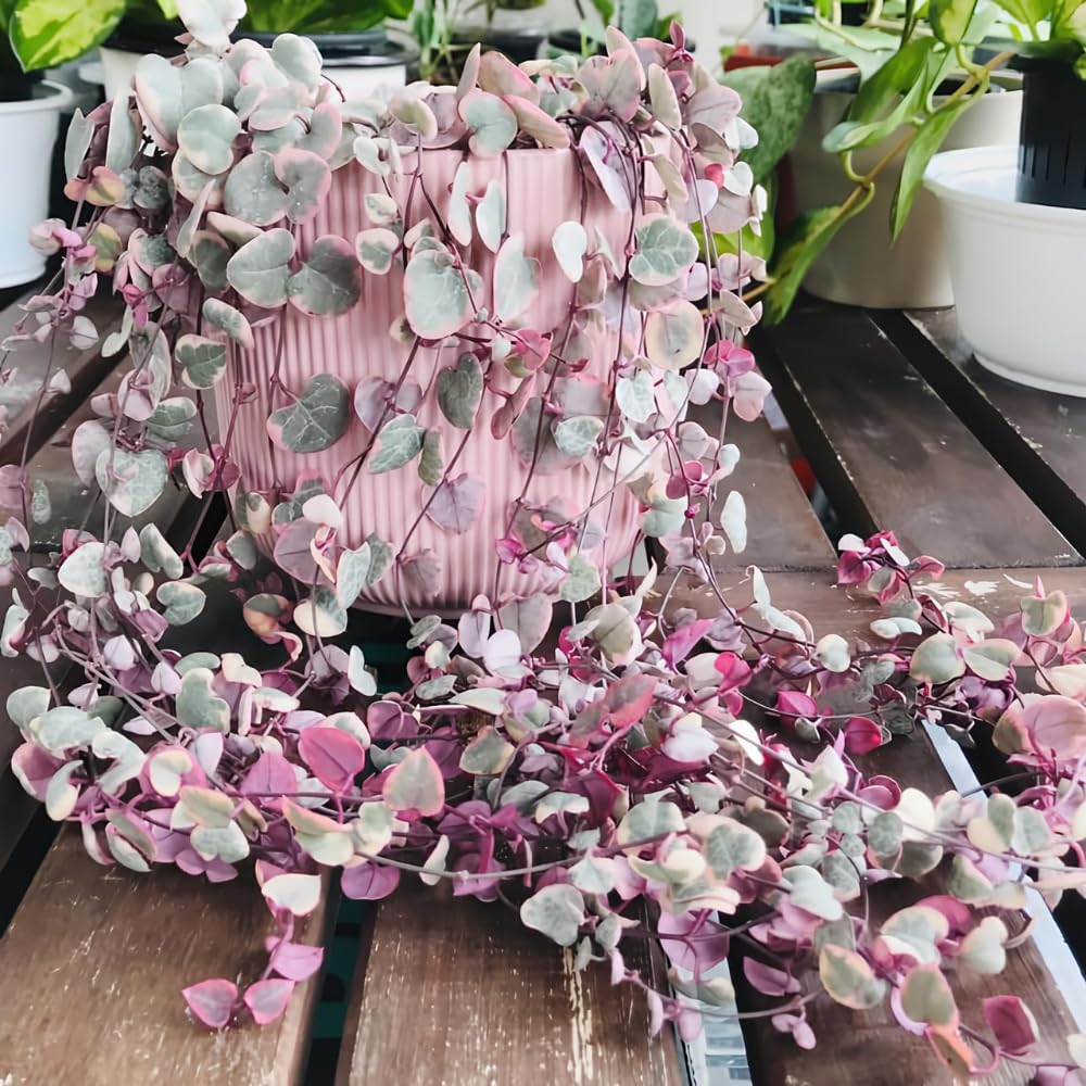 Variegated String of Hearts Plant Live, Ceropegia Woodii Vine, Live Succulent Indoor Houseplant, 2.5 Inch Pot