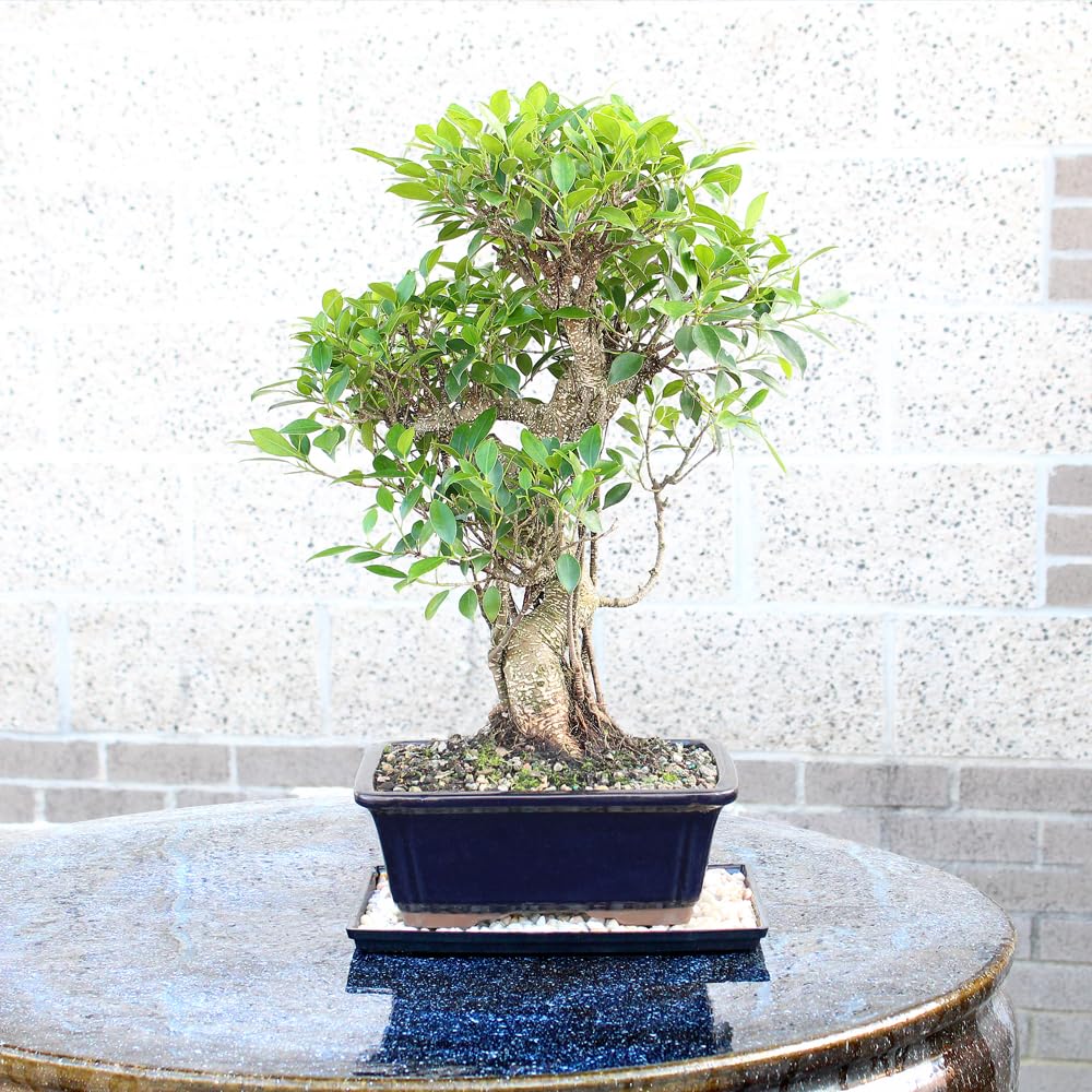 Brussel's Bonsai - Live Golden Gate Ficus Bonsai Tree with Ceramic Bonsai Pot & Humidity Tray, Indoor Bonsai Plant, 4 Years Old, 5-8 Inches Tall, Easy Care Houseplant for Home or Office (Small, Green)