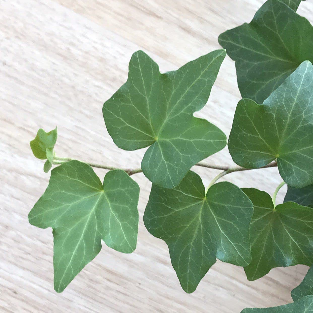 English Ivy Hoop - Live Plant in a 6 Inch Pot - Hedera Helix - Beautiful Easy Care Indoor Air Purifying Topiary Houseplant Vine
