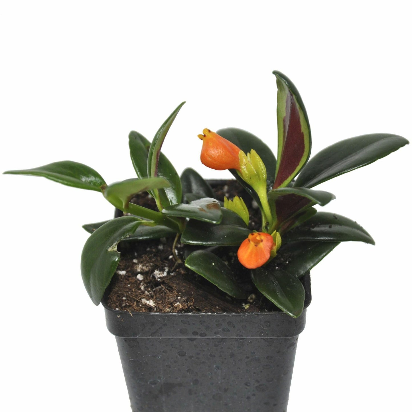 Nematanthus ‘Shady Lady Marlene’, Nematanthus ‘Shady Ladies Marlene’, Goldfish Plant, houseplant, Shiny and Vibrant Foliage, Container Size: 3" (2.6x3.5)