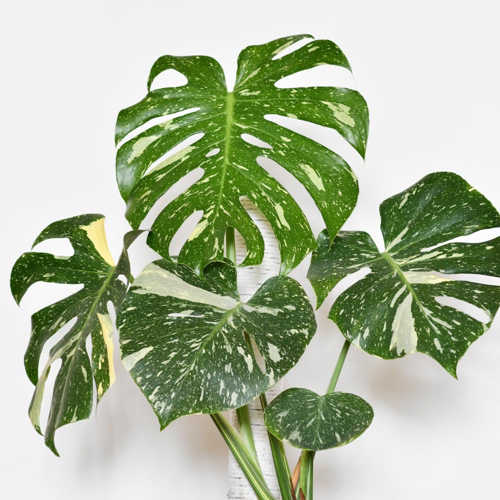 Monstera Plant Live, Starter Plant from 4-6 Inch Tall, Split Leaf Houseplant, Live Monstera Plants Indoor (Constellation)