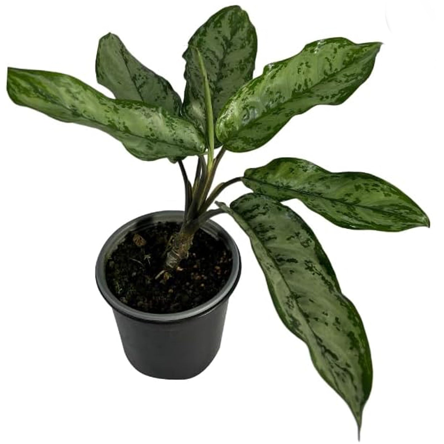 LEAL PLANTS ECUADOR Aglaonema Silver| Stunning Chinese Evergreen Houseplants |Low-Light Indoor Décor | Easy Care Air-Purifying Plants |Perfect for Home & Office Spaces