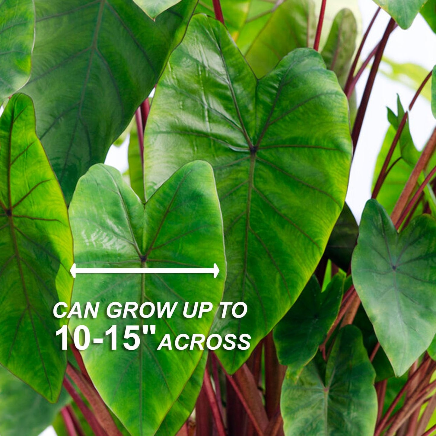 Garden State Bulb Premium Hawaiian Punch Elephant Ear Bulbs, 7/9 inches, Spring Planting (Bag of 2)