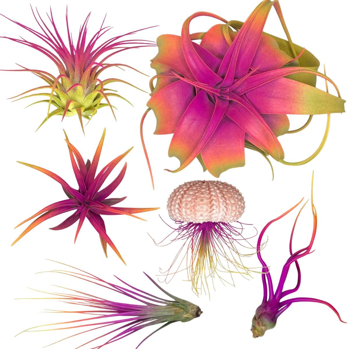 Colorful Tillandsia Air Plants, Live Air Plant, Air Purification Plants, Home Decor & Gift, Healthy Arrival Guarantee, Garden Airplant, Easy Care Plant, Rainbow #3 (6 Pack)