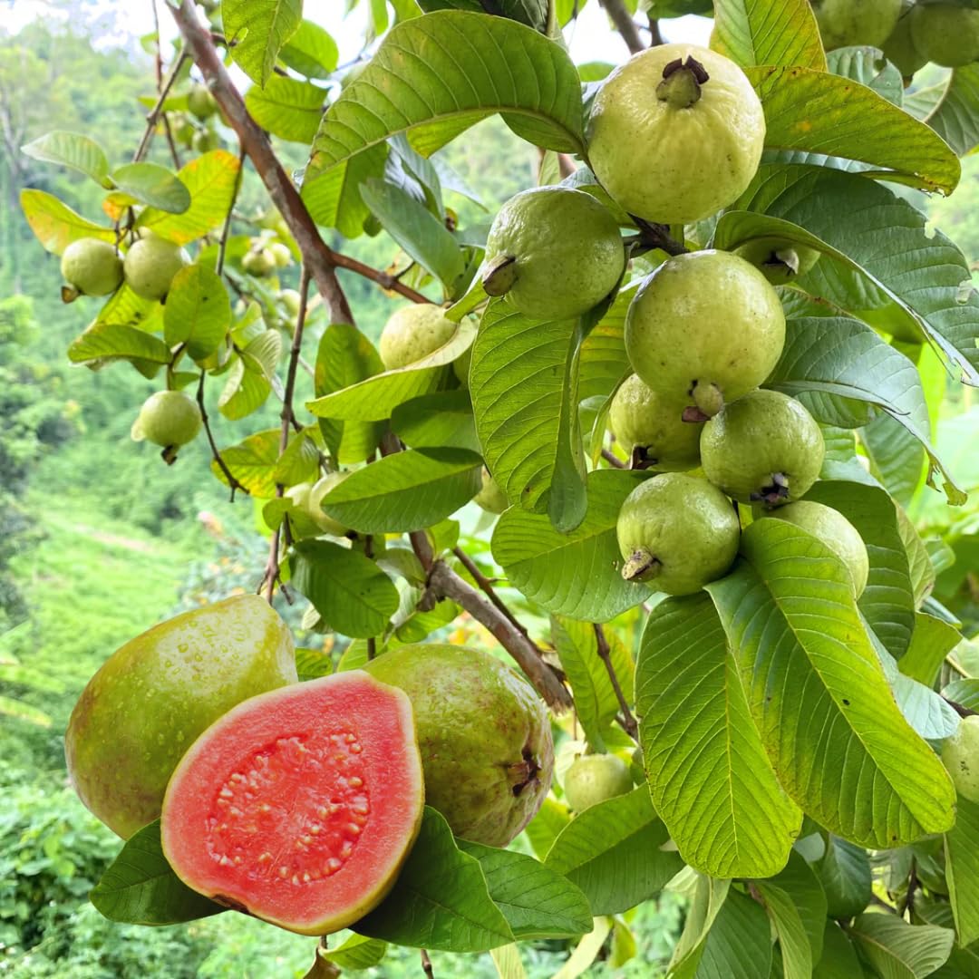 Pink Guava Tree Live Plant, 3 to 6 Inc Tall, Well Rooted, 6 Months Old Guava Tree, Fragrant Guava for Planting, Cold Hardy