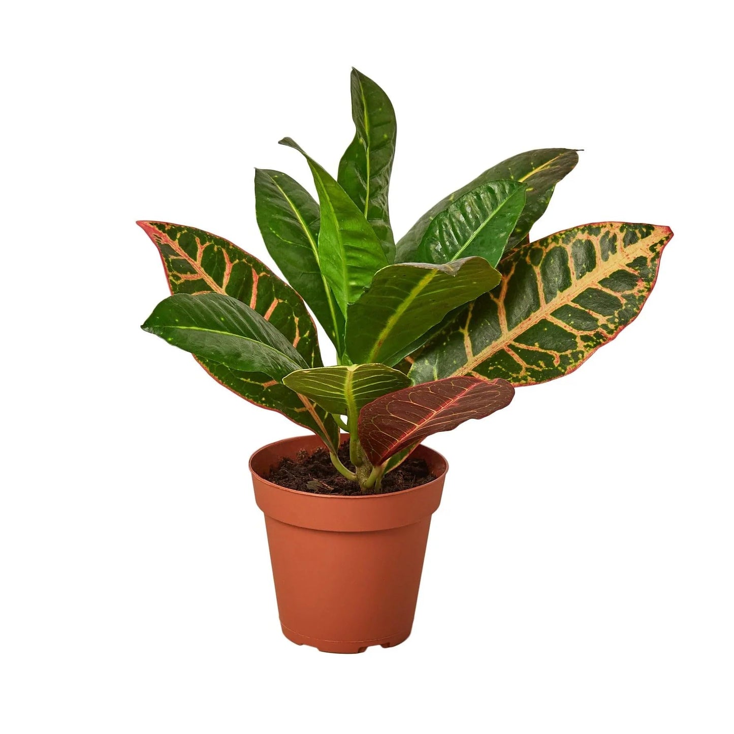 Croton Petra 'Joseph's Coat' | Live Plant for Indoor & Outdoor | for Living Room, Office, Bathroom | (3" Pot)