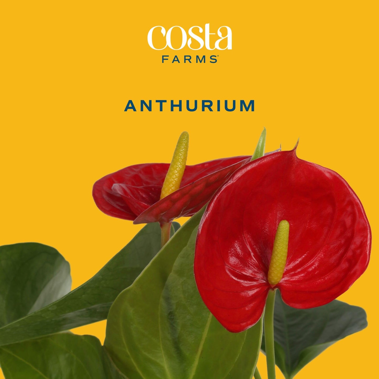 Costa Farms Live Anthurium Indoor Houseplant, Flamingo Flower with Heart-Shaped Red Blooms, 10-14 Inches Tall in Decorative Pot, Natural Air Purifier for Home or Office Decor, Gift for Her