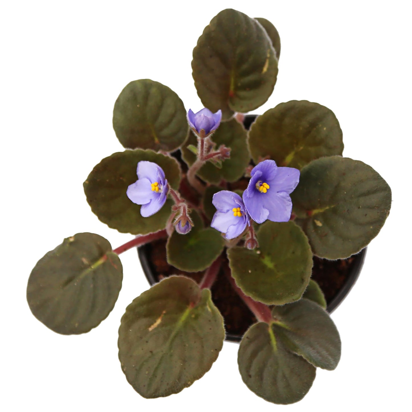Live Combo 4 Plants African Violets, Blooming Plant, Plant Lover Gift, Housewarming Gift, Birthday Gift, Floral Arrangements, Thank You Gift in 4" Pots
