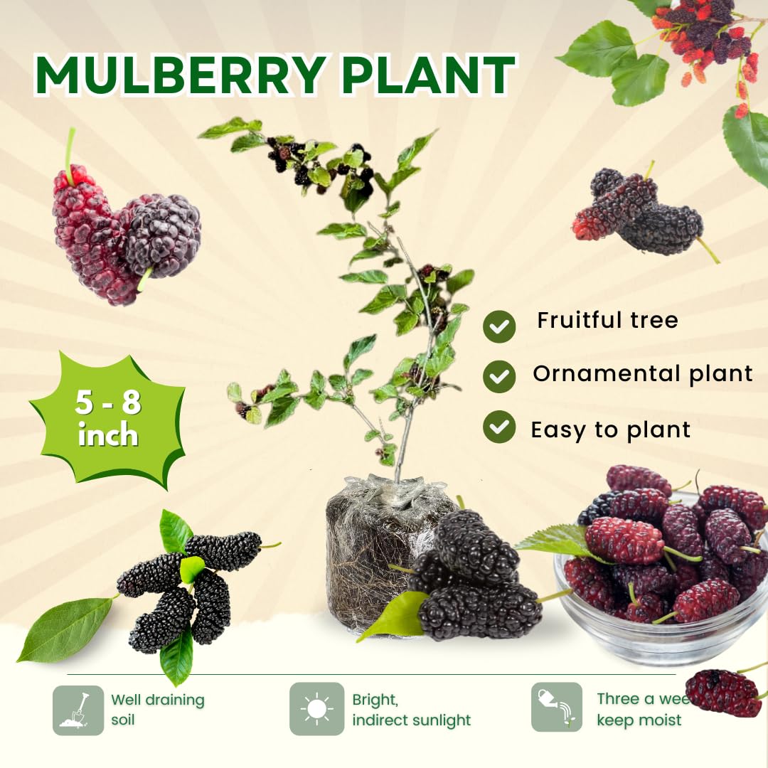 Mulberry Tree Live Plant 5 to 8 Inch Height, Everbearing Mulberry Bush Live Plant to Grow, Mulberry Plant Live (Dwarf Mulberry)