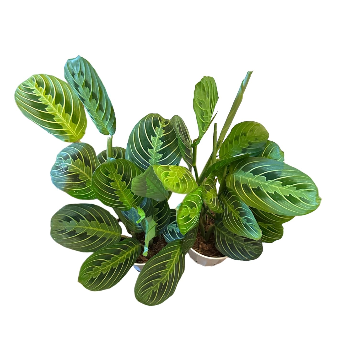 Live Plant,2Lemon Lime Maranta Prayer Plant, Pet Friendly, Air Purifying Plant, Easy Care, EasytoGrow Live Indoor Plant, Houseplant, Rare Indoor Plant, Home Décor 4 inch Pot by Hopewind Plants Shop